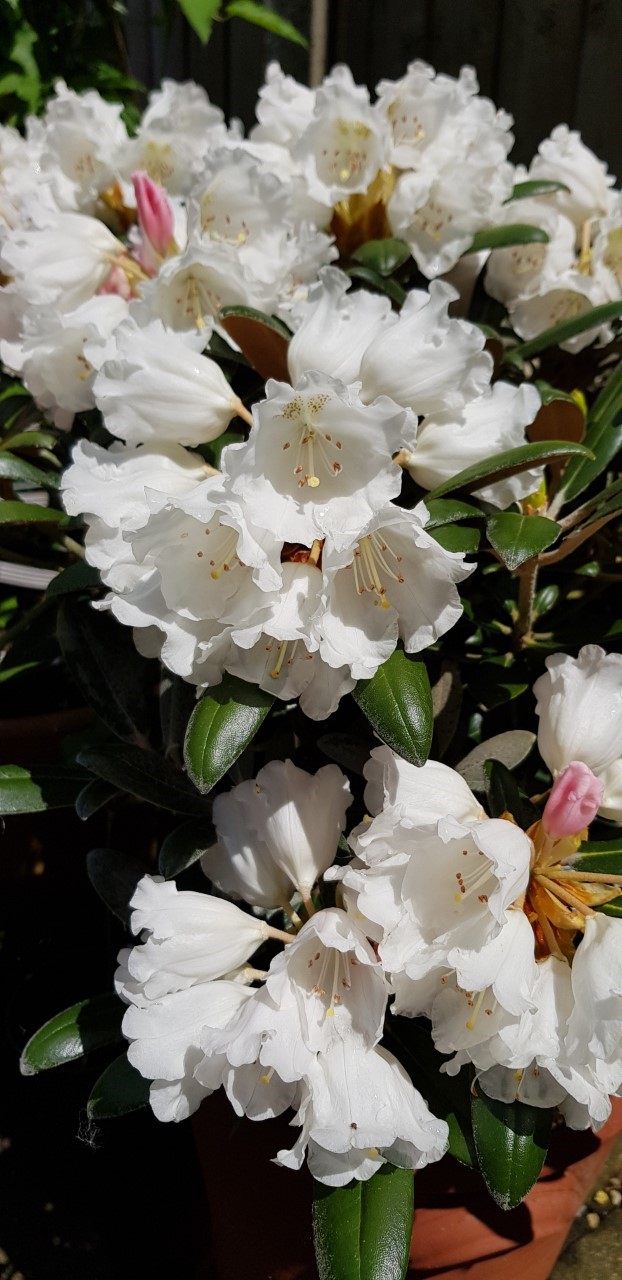 R. yakushimanum 'Schneekissen' AGM